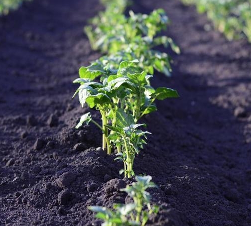 土壤农药残留检测方法 土壤农药残留检测哪些指标