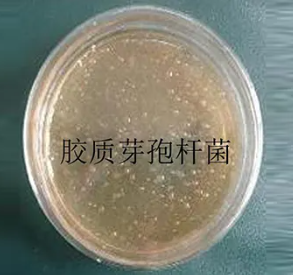 芽孢杆菌检测